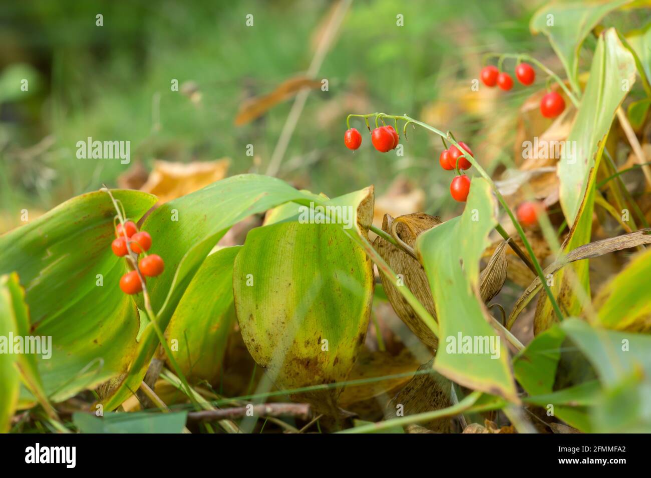 Maiglöckchen, Convallaria majalis Pflanzen mit Beeren im Herbst Stockfoto