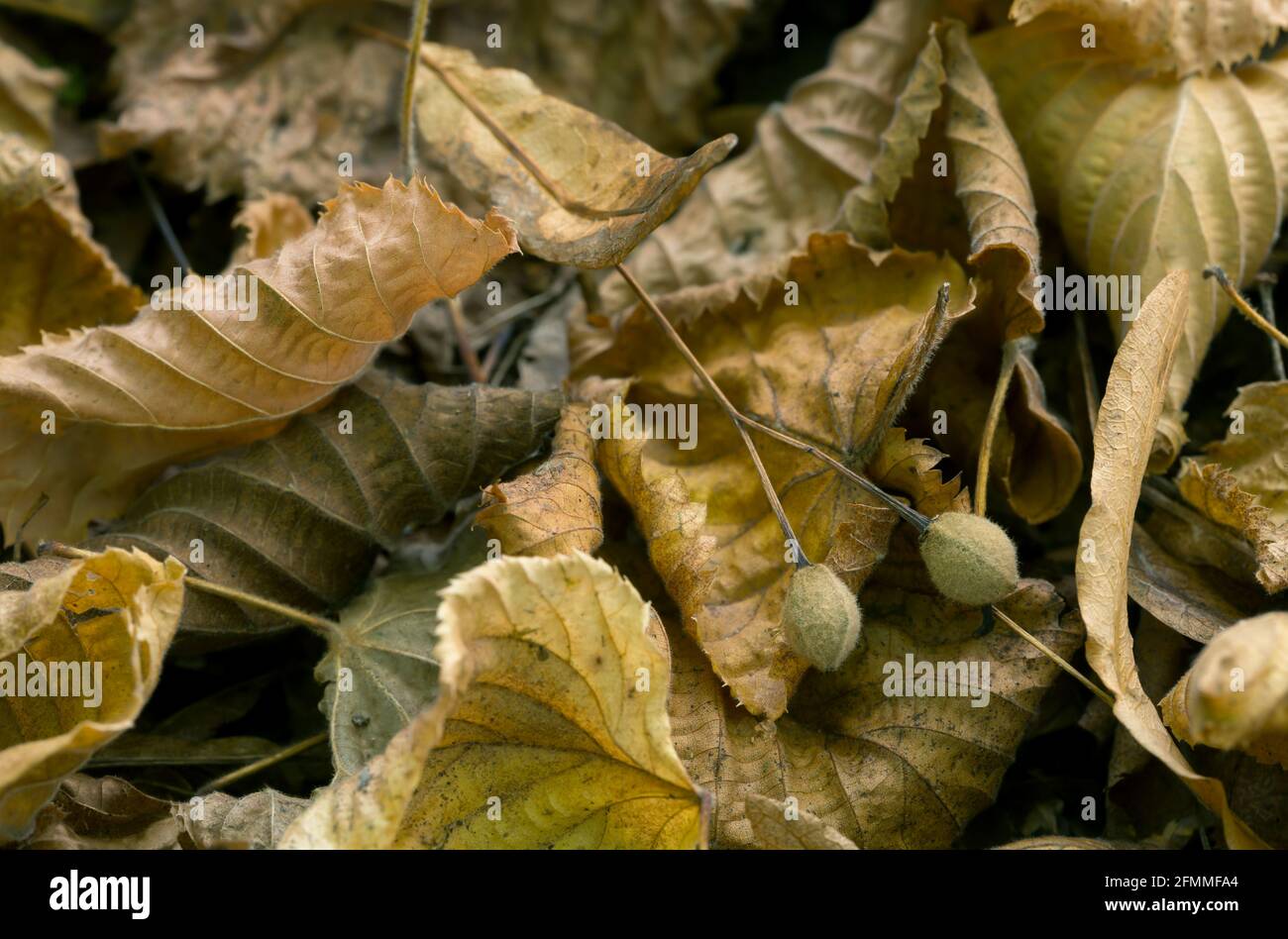 Lindensaat unter Blättern auf dem Boden un Herbst Stockfoto