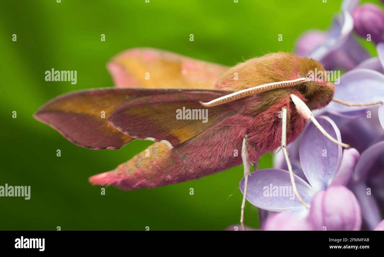 Elefantenfalke Motte, deilephila elpenor ruht auf lila, Makrofoto Stockfoto
