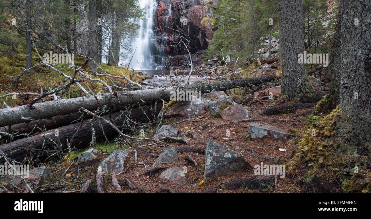 Unberührter Nadelwald in schweden mit Wasserfall im Hintergrund Stockfoto