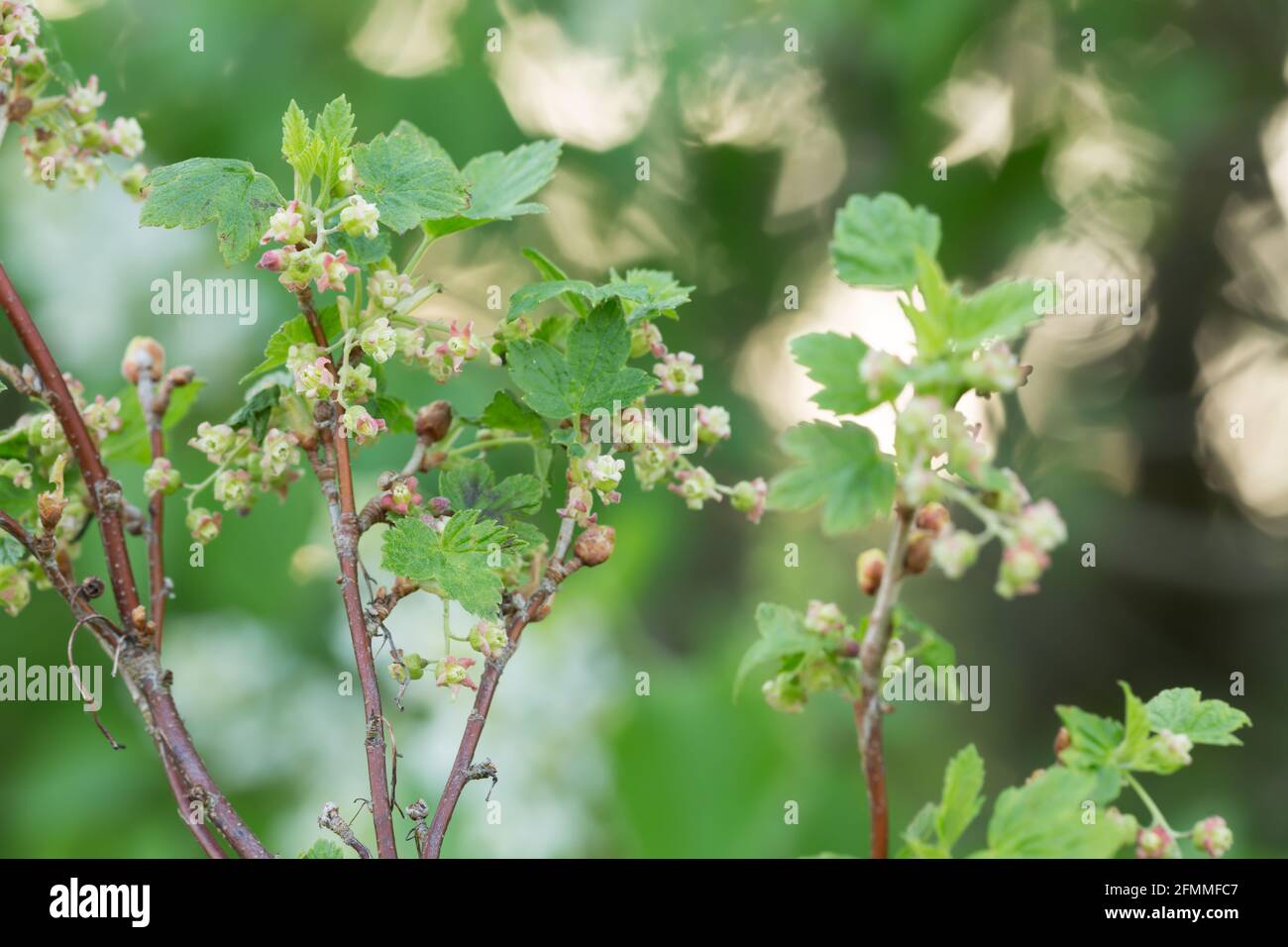 Stachelbeere, Ribes uva-Crispa-Busch mit Blumen, Reflexionen im Hintergrund Stockfoto