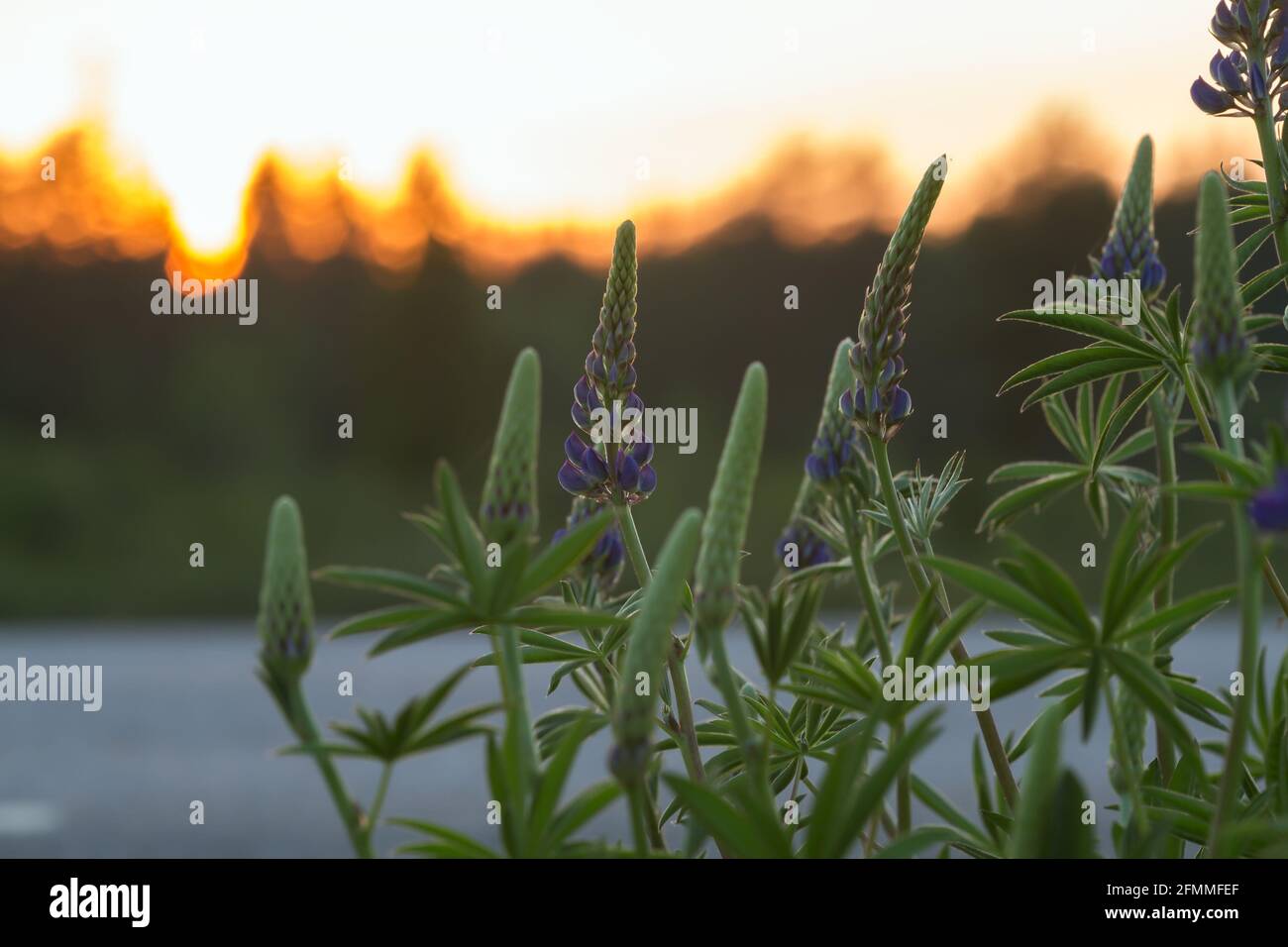 Moskito ruht auf Lupinenpflanze, Reflexionen im Hintergrund Stockfoto