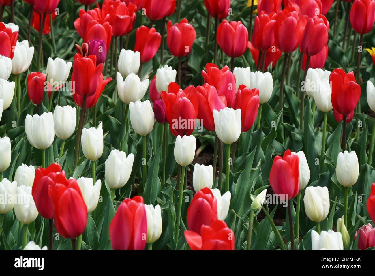 Montreal, Quebec, Kanada, 10. Mai 2021.Tulpen in voller Blüte.Quelle: Mario Beauregard/Alamy News Stockfoto