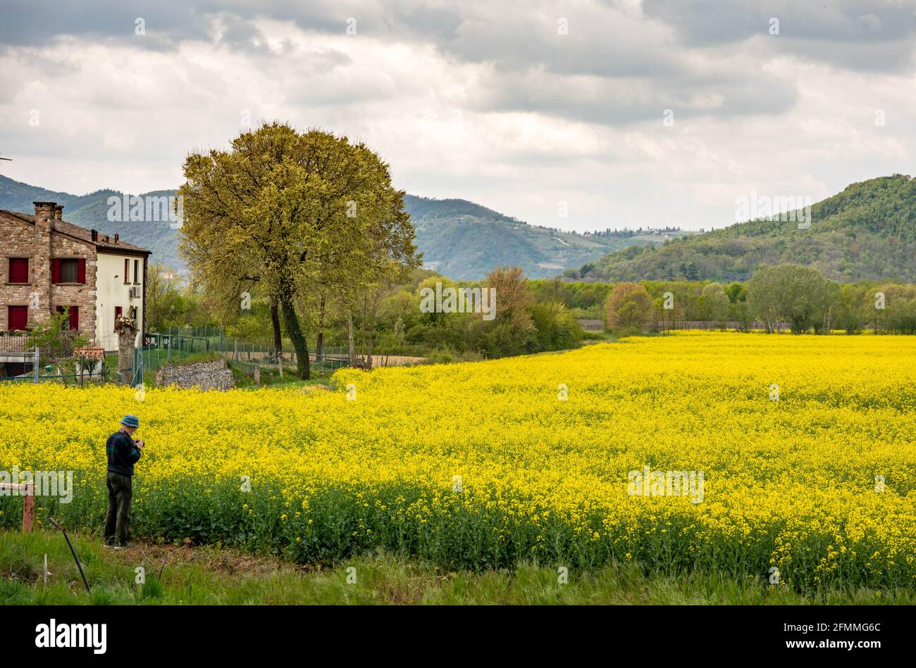 Gelb blühende Felder in Colli Euganei im Frühjahr Stockfoto