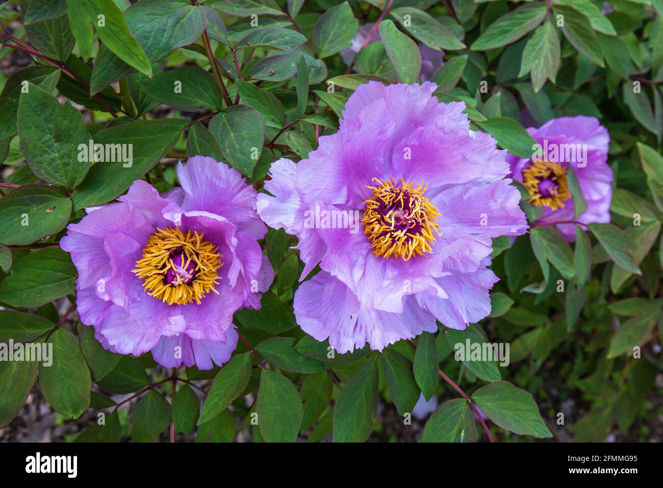 Die Pracht des Frühlings in den Pfingstrosen. Drei vollständig geöffnete Pfingstrosen-Blüten inmitten ihres tiefgrünen Laubes Stockfoto