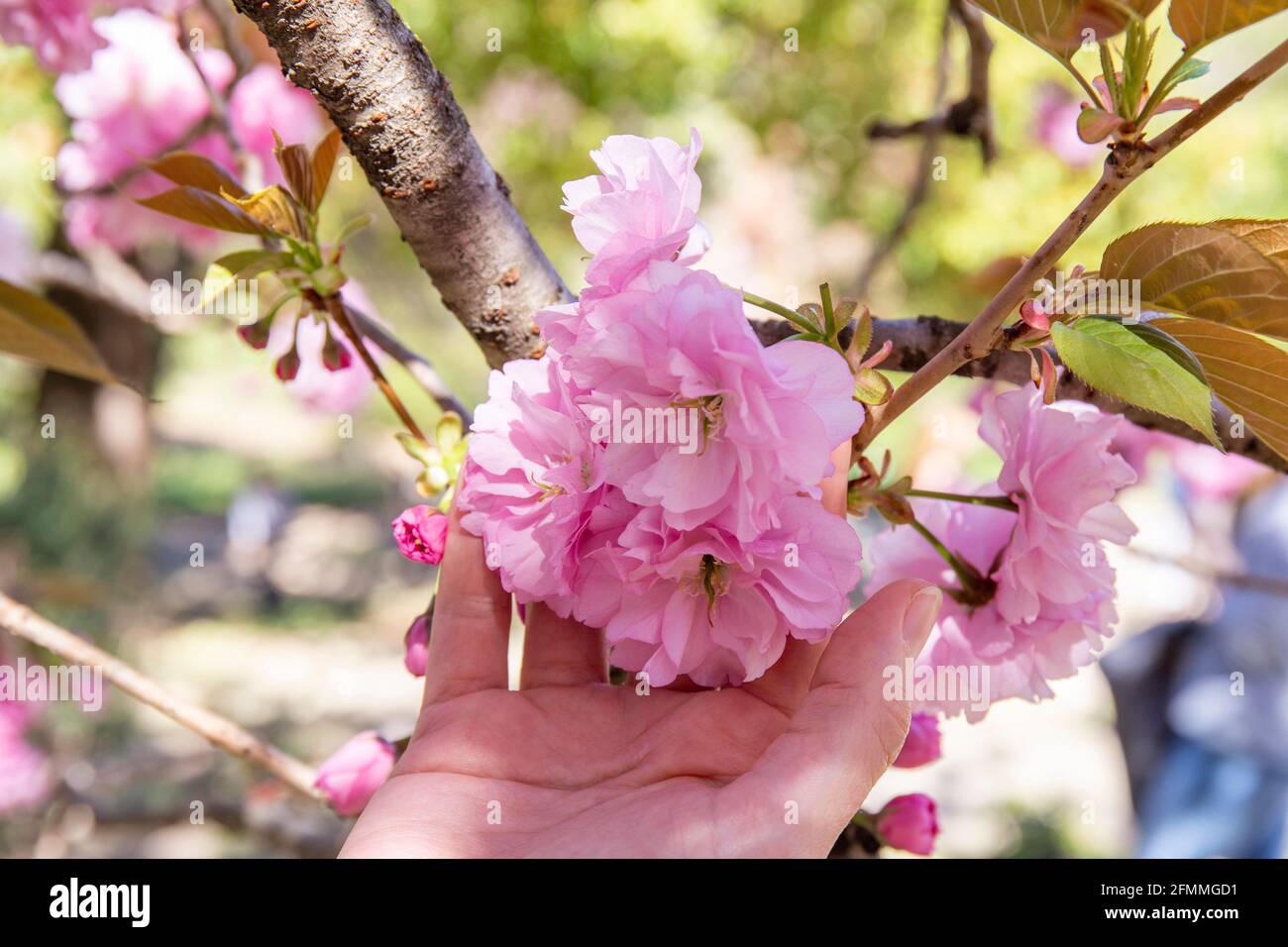 Nahaufnahme einer weiblichen Hand, die Kirschblüten auf einem Baum zeigt. Unscharfer Hintergrund mit rosa und grünen Flecken. Hanami Zeitkonzept. Stockfoto