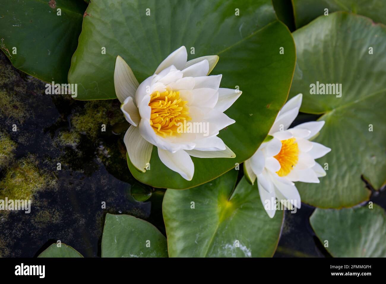 Zwei 'Alba'-Wasserlilie (Lotus) mit leuchtend gelben Staubgefäßen in einem Teich. Die großen runden Blätter schweben auf dem Wasser und unterstützen die Blüte. Spa-Konzept. Stockfoto