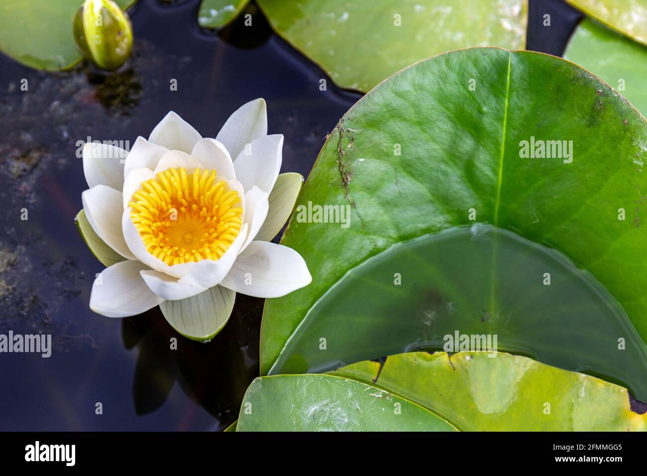 Eine Blume aus Seerose 'Alba' (Lotos) mit einem gelben Herz brillant, der in einem Teich mit seinen charakteristischen großen runden Blättern schwimmt. Spa-Konzept. Stockfoto