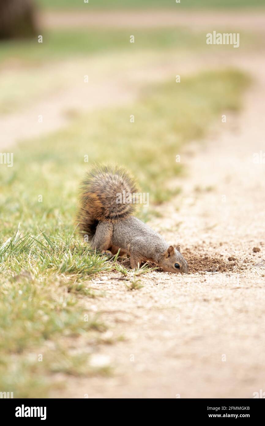 Eichhörnchen Stockfoto