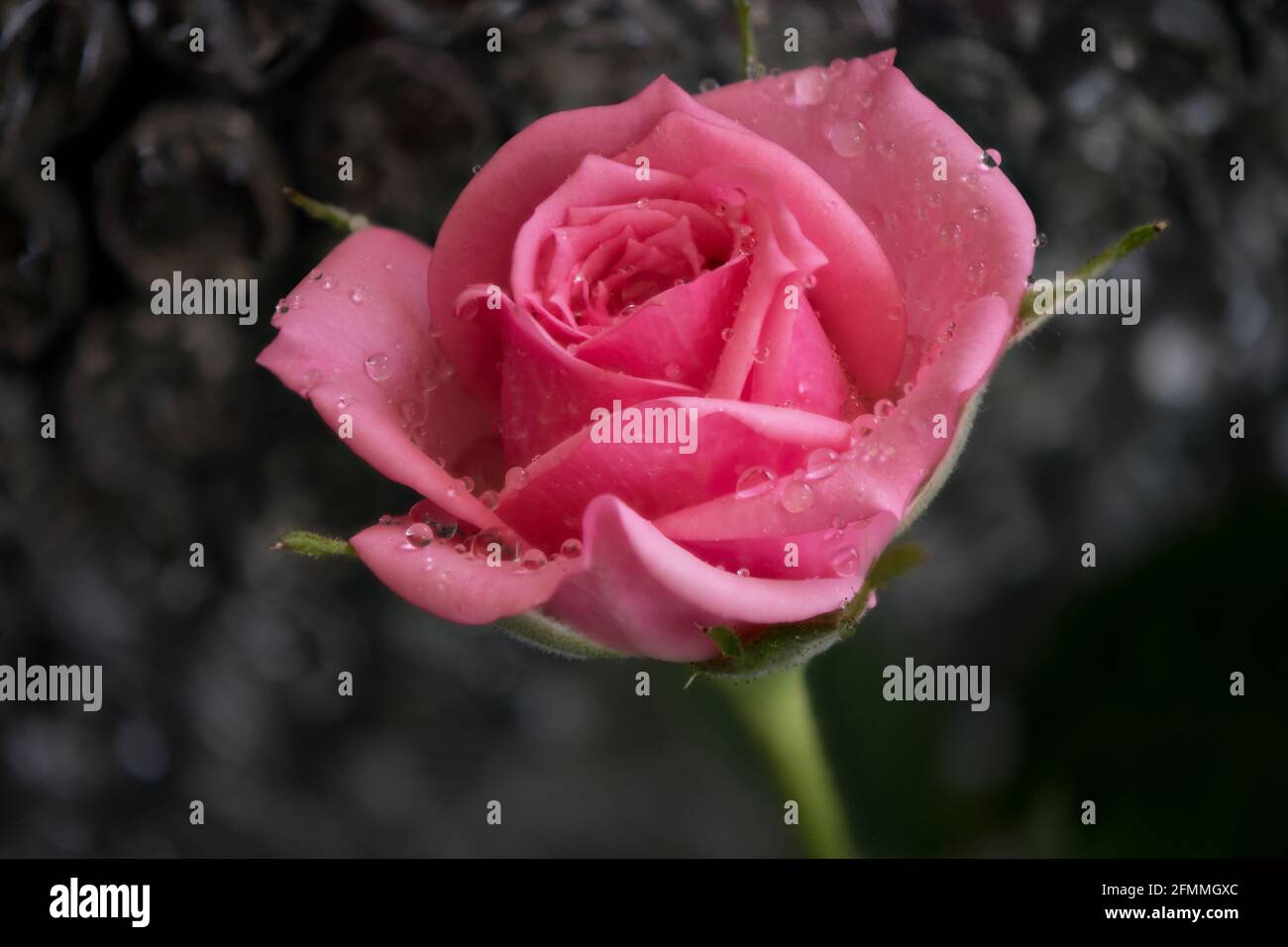 Nahaufnahme einer einzelnen rosa Rose mit Wassertropfen auf einem glitzernden Wasserfall-ähnlichen Hintergrund. Stockfoto