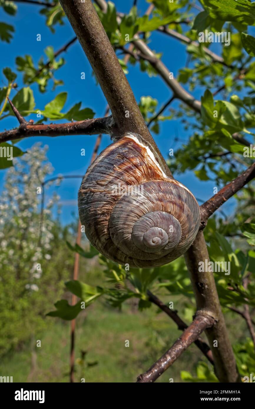Die Schnecke klebte auf dem Ast des Obstbaums.(Helix pomatia). Stockfoto