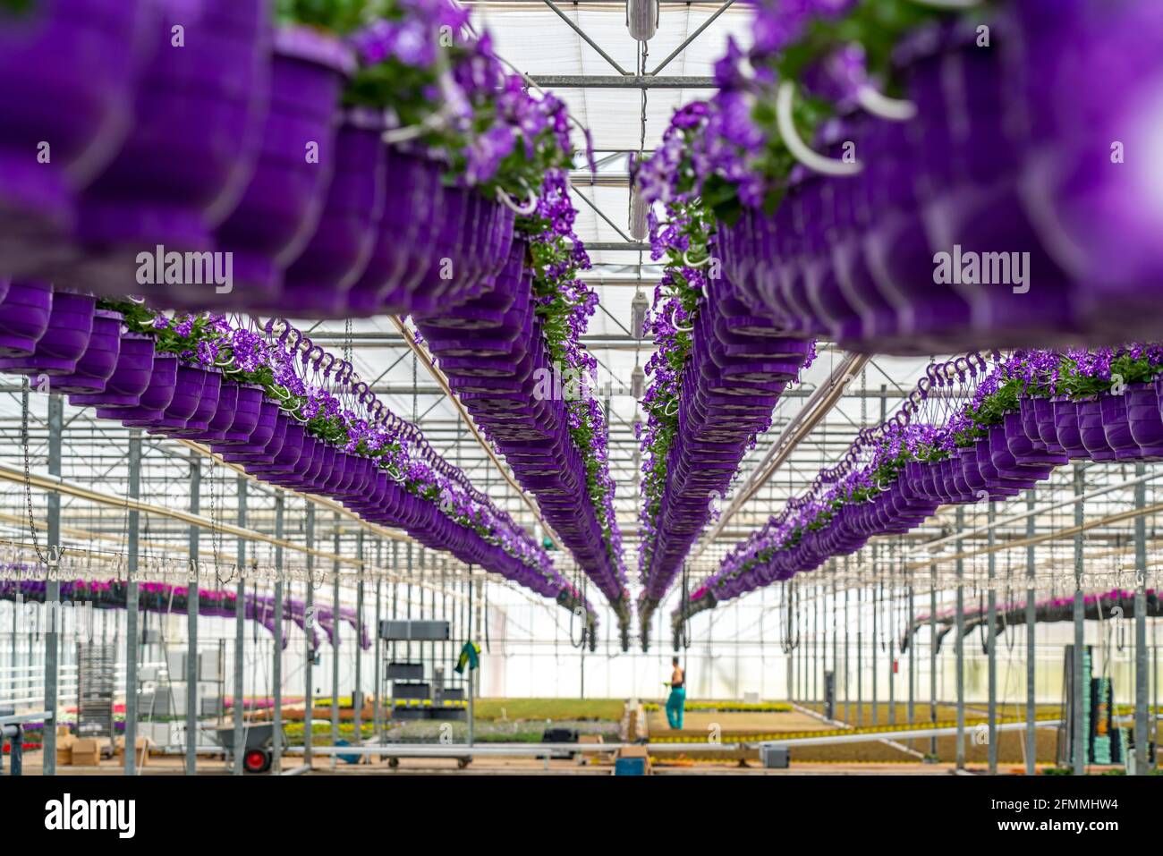 Gartenbau-Geschäft, Blumentöpfe, so genannte Petunia-Ampeln, wachsen in einem Gewächshaus, unter dem Glasdach, bis sie die richtige Wachstumsstufe für r haben Stockfoto
