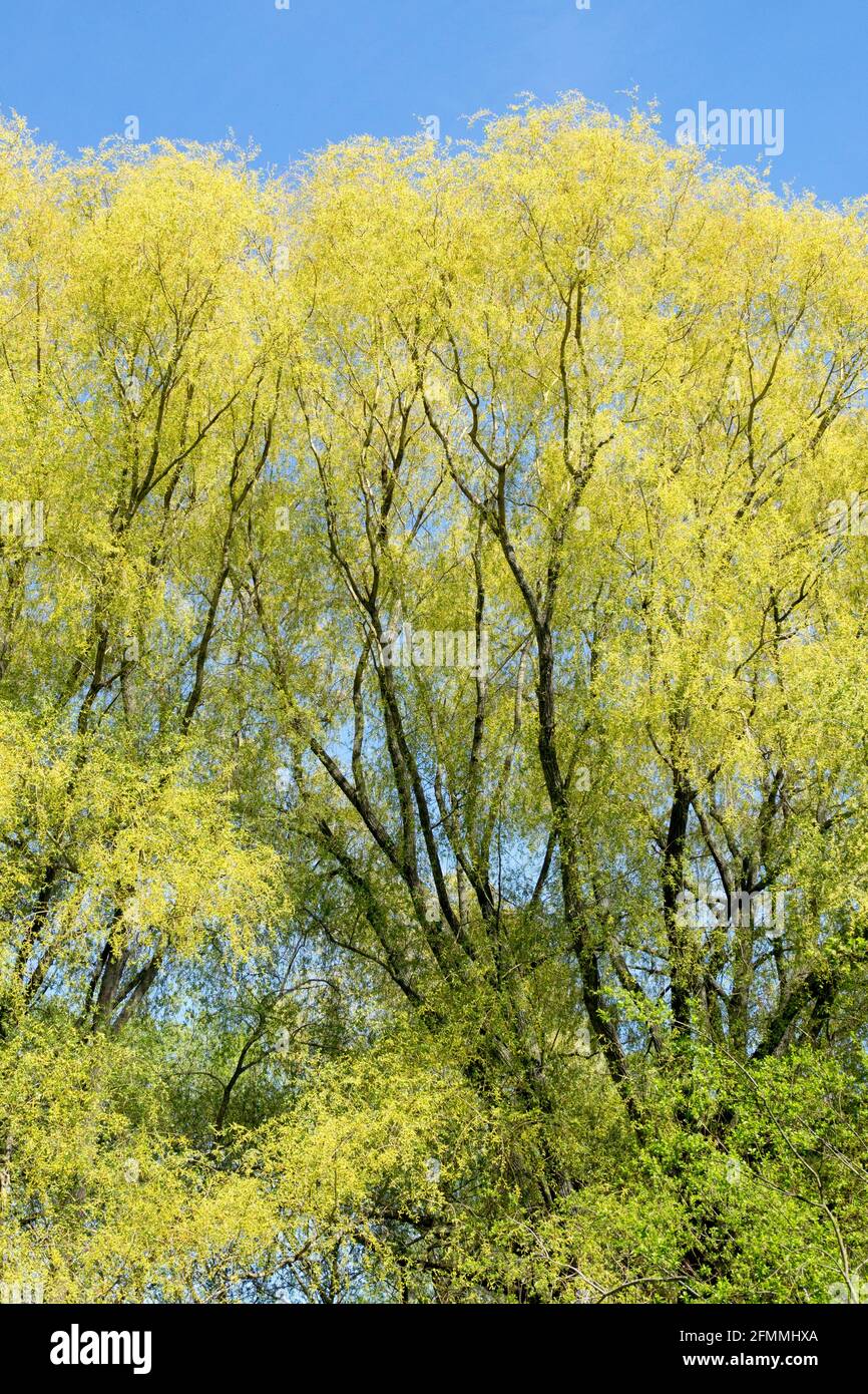 Crack Weide Baum Salix zergilis Baum Weide Bäume Stockfoto