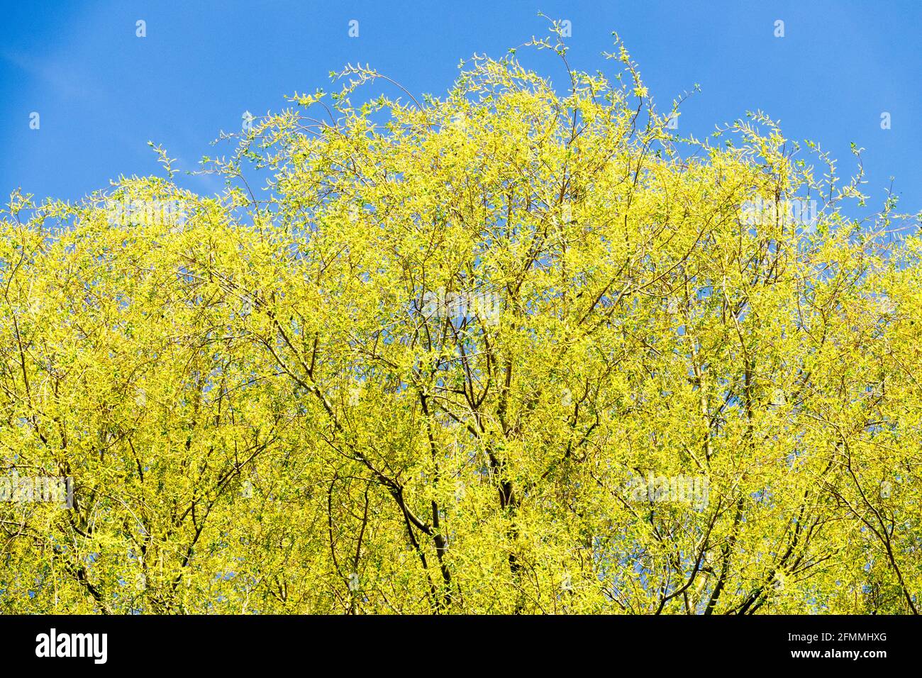 Blaue gelbe Farben, blühende Bäume zerklüften die Weide gegen den Himmel Salix fragilis Willow Tree Stockfoto
