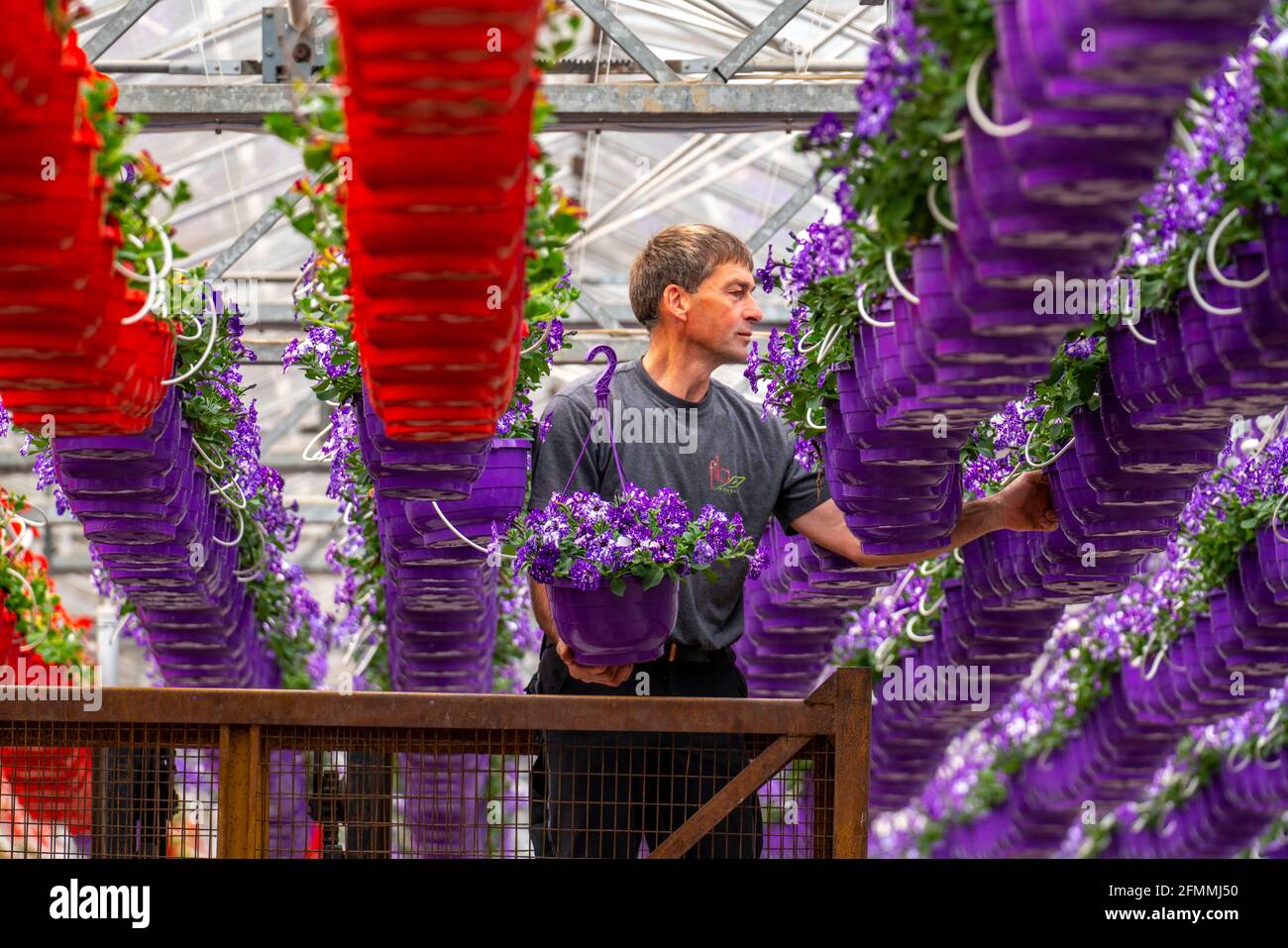Gartenbau-Geschäft, Blumentöpfe, so genannte Petunia-Ampeln, wachsen in einem Gewächshaus, unter dem Glasdach, bis sie die richtige Wachstumsstufe für r haben Stockfoto