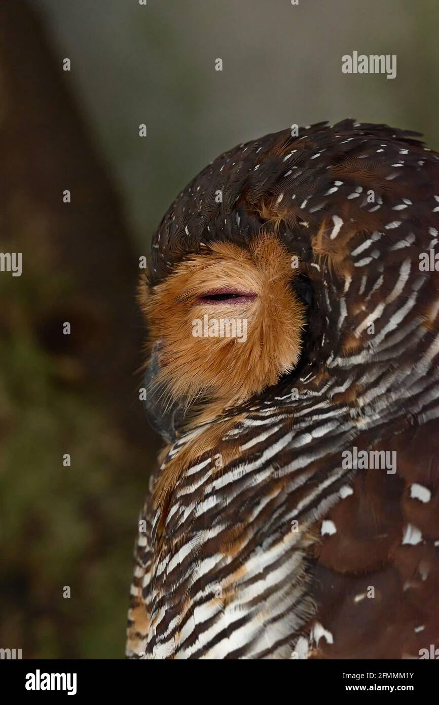 Eule-Portrait mit Blick auf eine Seite im Vogelpark aus nächster Nähe Stockfoto