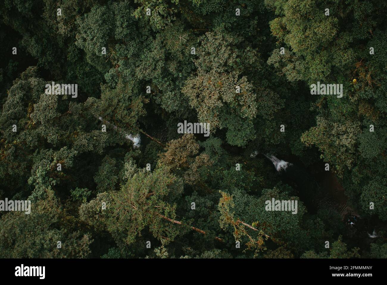 Über dem Regenwald Stockfoto