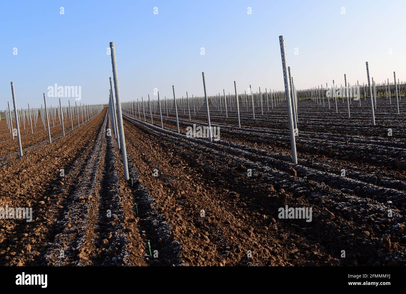 Der Anbau von Weinfeldern für die Weinproduktion in der Weinbauregion Pfalz, Deutschland. Stockfoto