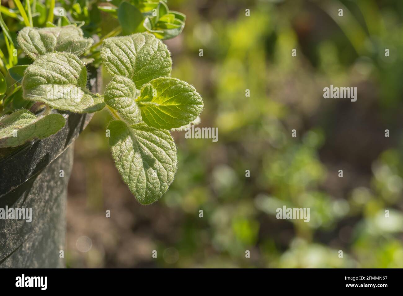 Nahaufnahme von Oranganoleblättern auf Topfpflanzen im Garten Mit Sonnenlicht Stockfoto