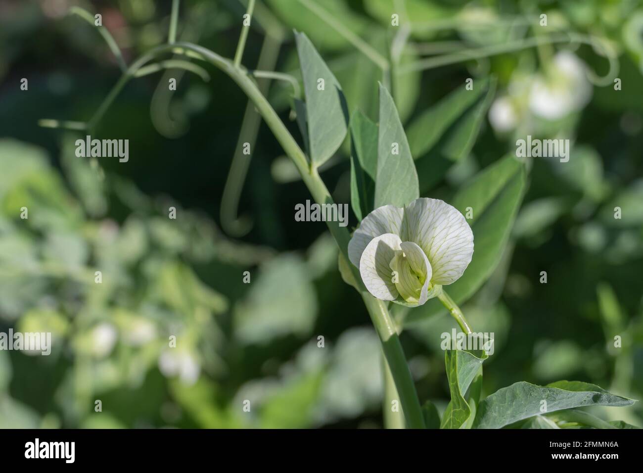 pea-Pflanzenblüten aus der Nähe mit Sonnenlicht im Freien Stockfoto