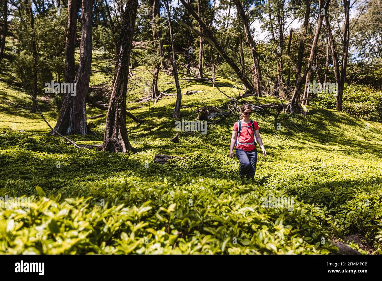 Frau wandert durch üppiges grünes Laub im Pololu Valley, Hawaii Stockfoto