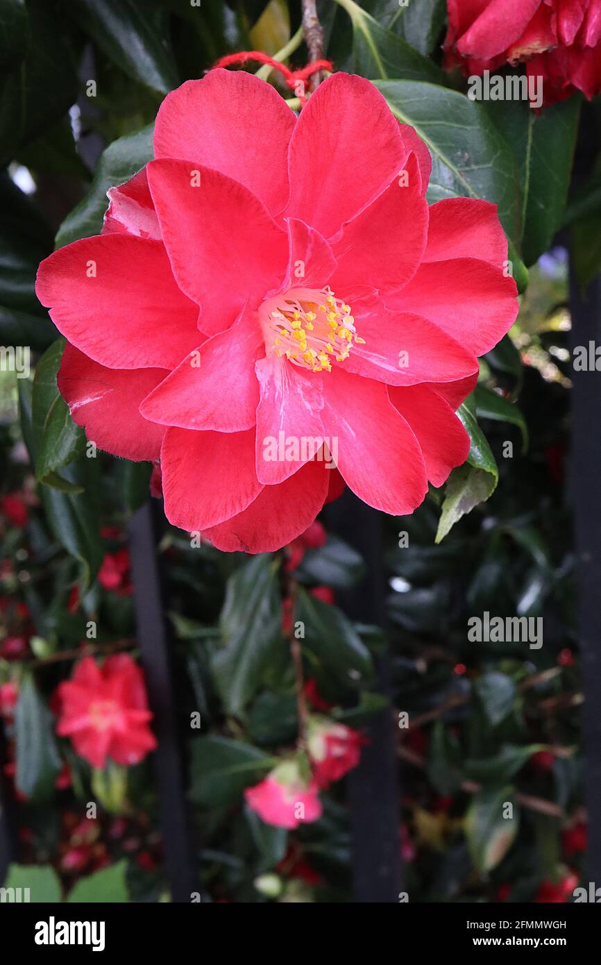 Camellia japonica 'Red Hots' Camellia Red Hots – röhrenförmige halbdoppelte rote  Blume, Mai, England, Großbritannien Stockfotografie - Alamy