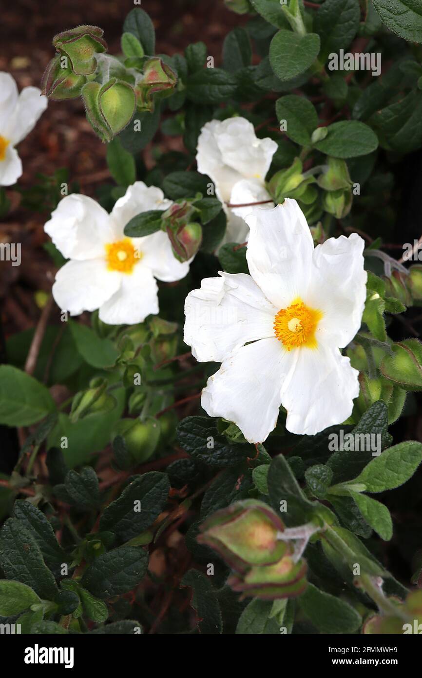 Gedeihen mit Fotos und Bildmaterial in hoher Auflösung Alamy