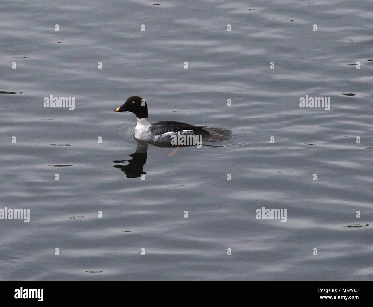 Barrows Goldeneye in Puget Sound, Washington Stockfoto