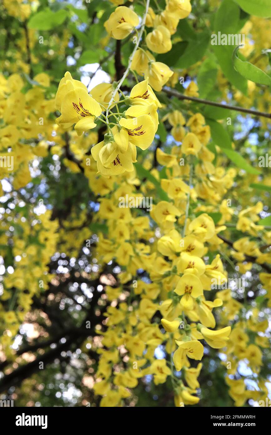 Laburnum x anagyroides ‘Yellow Rocket’ Golden Chain Tree – gelbe erbsenartige Blüten mit braunem Fleck, frischen grünen ovaten Blättern, Mai, England, UK Stockfoto