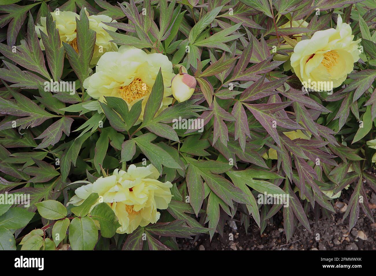 Paeonia ‘Sequestered Sunshine’ Peony Sequestered Sunshine – blassgelbe halbdoppelte Blüten und grüne rot gefärbte Blätter, Mai, England, Großbritannien Stockfoto