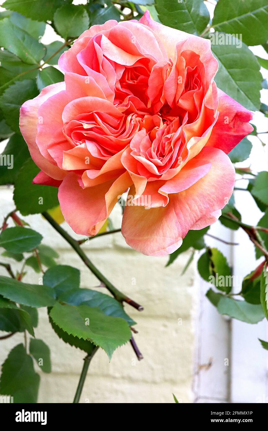 Rosa ‘Herzogin von Cornwall’ (HT) Rose Herzogin von Cornwall – stark duftende Pfirsichblüten Viertelblüte, Mai, England, Großbritannien Stockfoto