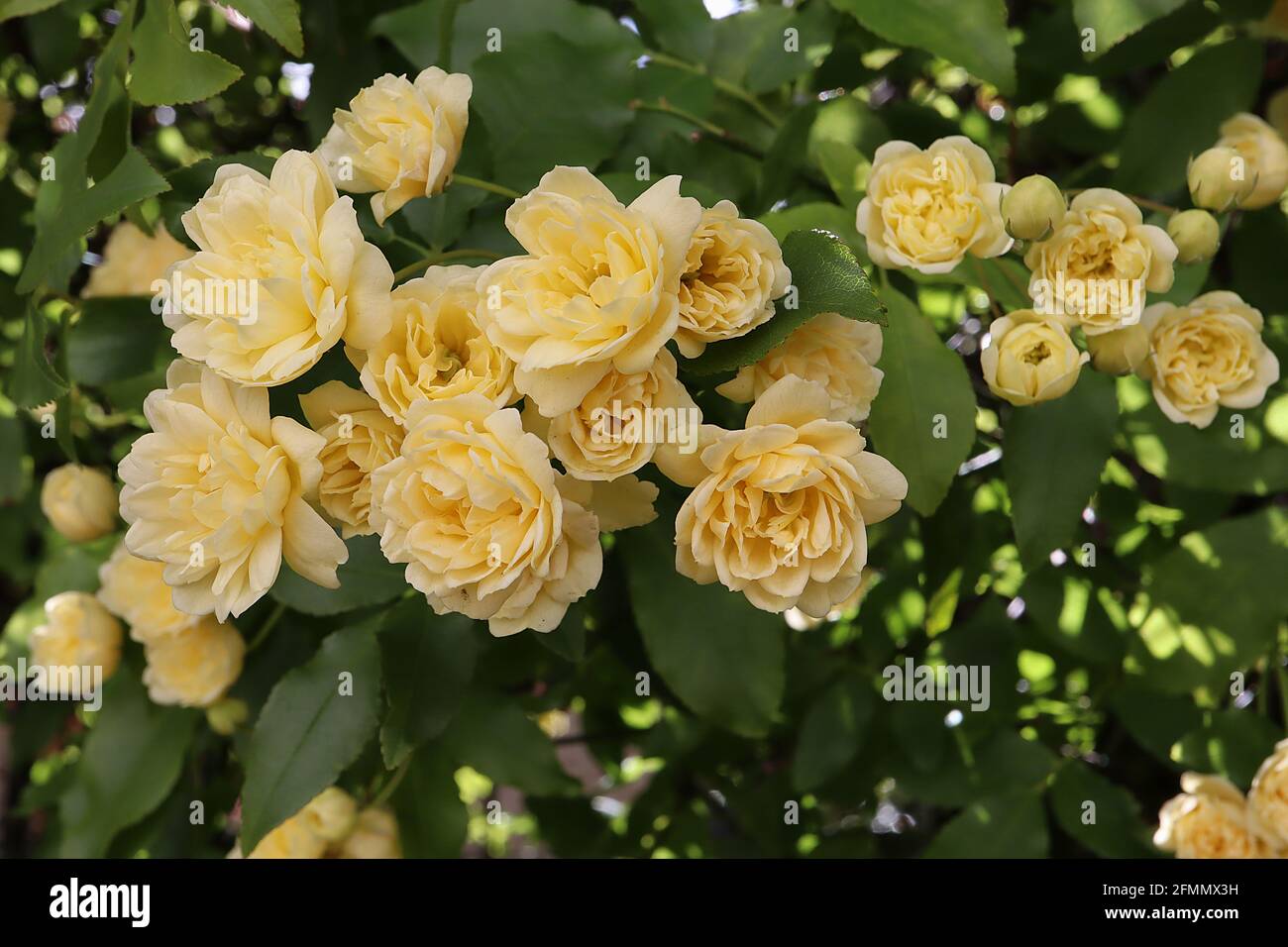Rosa banksiae ‘Lutea’ zweifache gelbe Banksia Rose – Kaskade von gelben Rosetten-ähnlichen Blüten, Mai, England, Großbritannien Stockfoto