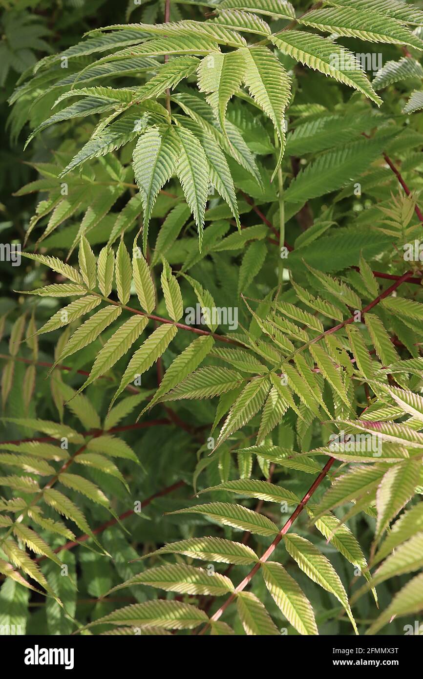 Sorbaria sorbifolia ‘Sem’ Sorbaria Sem – gerippte, gelbgrüne Blätter mit bronzefarbenen Tönungen, farnähnliches Laub, Mai, England, Großbritannien Stockfoto