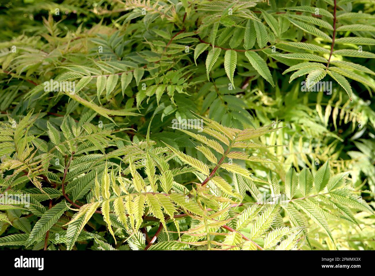 Sorbaria sorbifolia ‘Sem’ Sorbaria Sem – gerippte, gelbgrüne Blätter mit bronzefarbenen Tönungen, farnähnliches Laub, Mai, England, Großbritannien Stockfoto