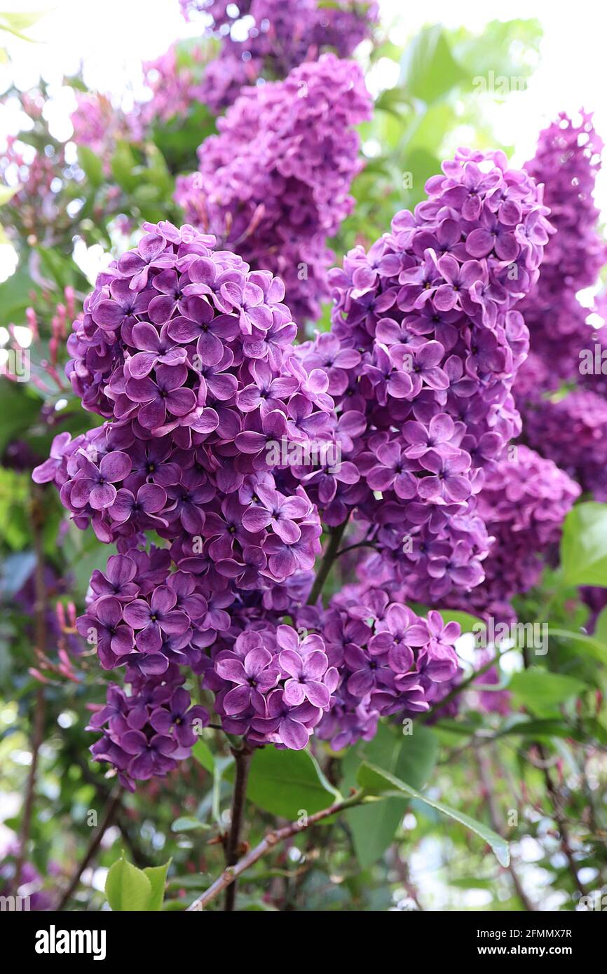 Syringa vulgaris ‘Souvenir de Louis Spaeth’ Lilac Souvenir de Louis Spaeth – einzelne hellviolette Blüten mit rosa Rändern, Mai, England, Großbritannien Stockfoto