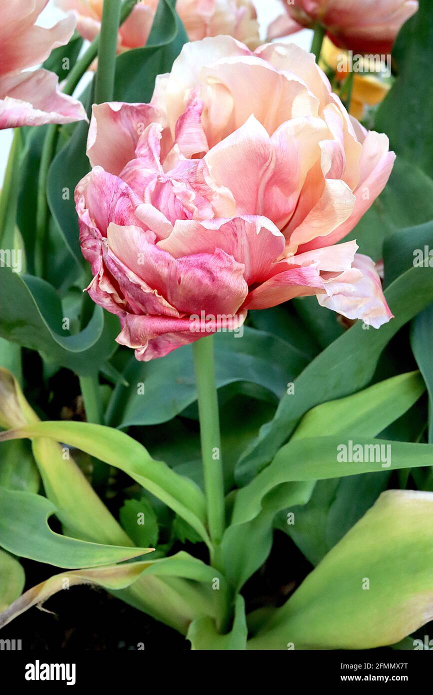 Tulipa ‘La Belle Époque’ Double Early 2 La Belle Epoque Tulpe – Aprikosen- und Bronze-Doppelblüten, helle Mittelrippe, Stockfoto