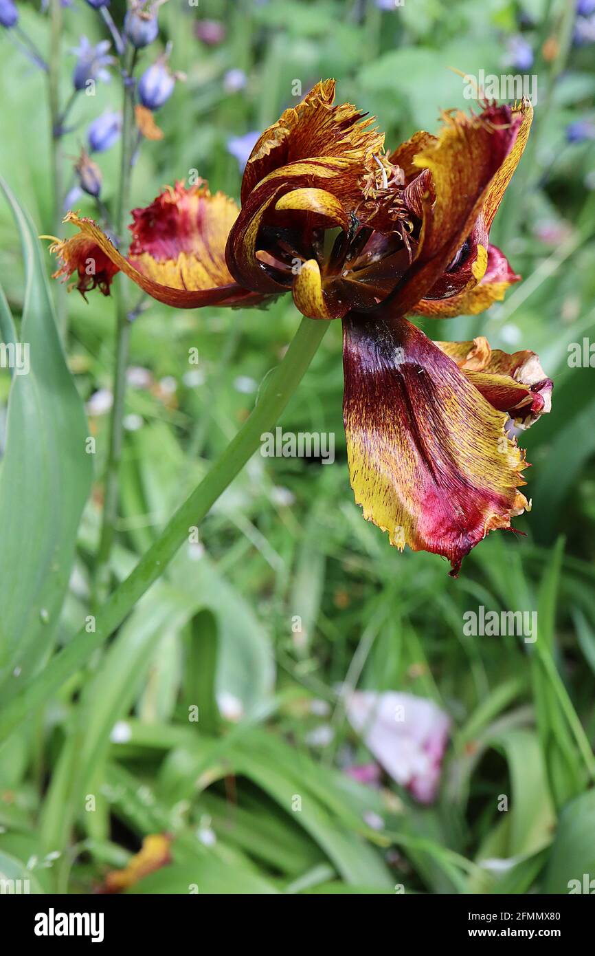 Tulipa ‘Bastia’ umsäumte 7 Bastia Tulpe – umsäumte tiefgoldgelbe Blüten, meliert dunkelrot, Mai, England, Großbritannien Stockfoto