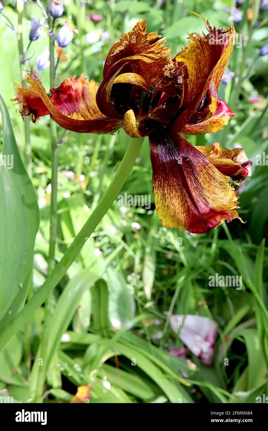 Tulipa ‘Bastia’ umsäumte 7 Bastia Tulpe – umsäumte tiefgoldgelbe Blüten, meliert dunkelrot, Mai, England, Großbritannien Stockfoto