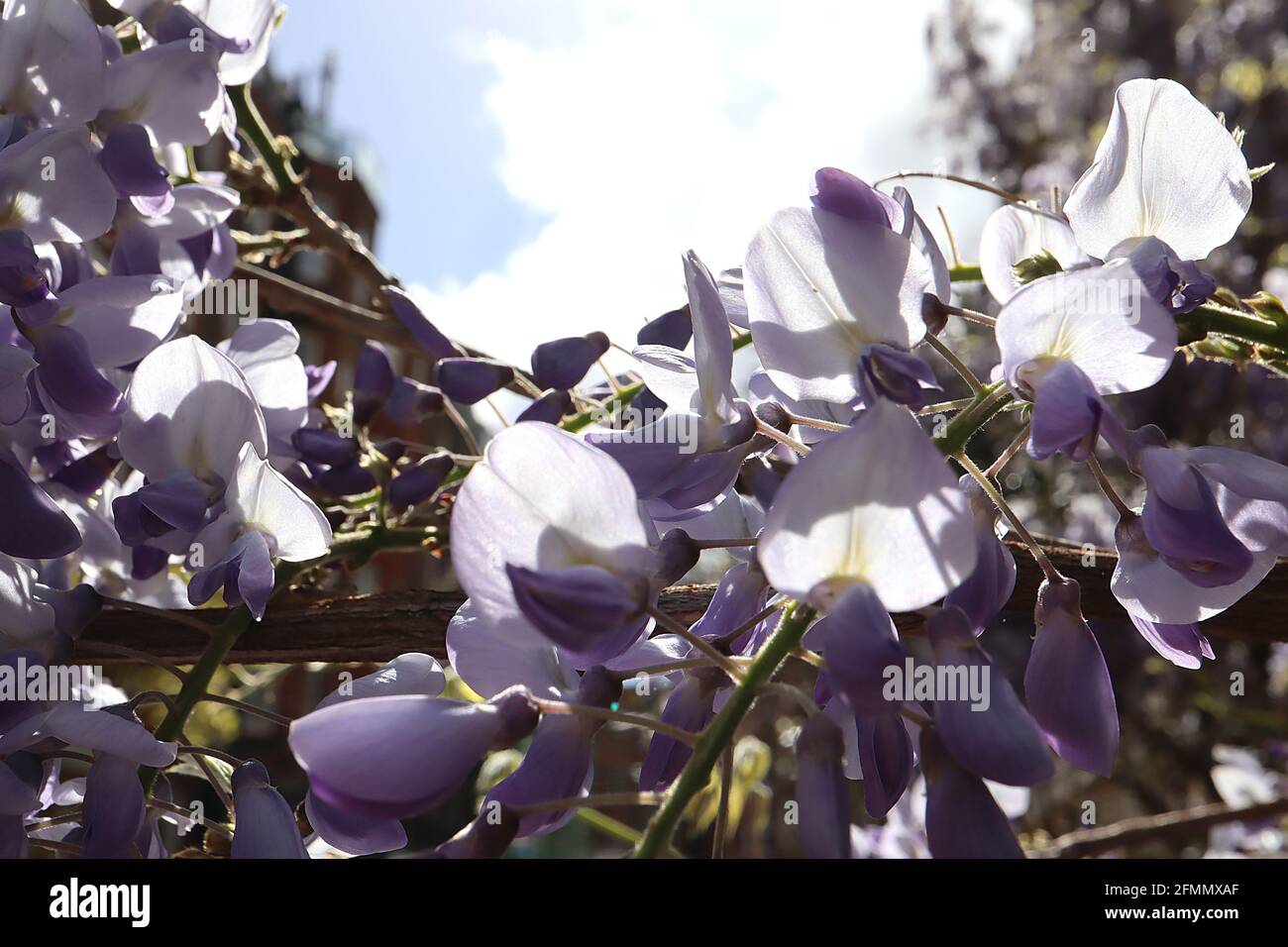 Wisteria floribunda ‘Domino’ Japanische Glyzinie Domino - lila blaue Blüten, gelber Streifen, violette Flügel, lila Spitzen, bronzegrüne Blätter, Mai, Großbritannien Stockfoto