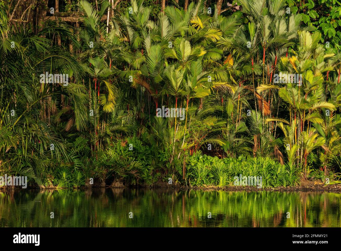 Bambus- und Dschungelbelaub spiegeln sich im Wasser des Symphony Lake im Botanischen Garten von Singapur wider. Stockfoto