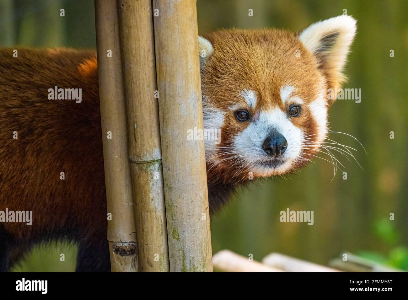 Red Panda (Ailurus fulgens refulgens) im Zoo Atlanta in Atlanta, Georgia. (USA) Stockfoto