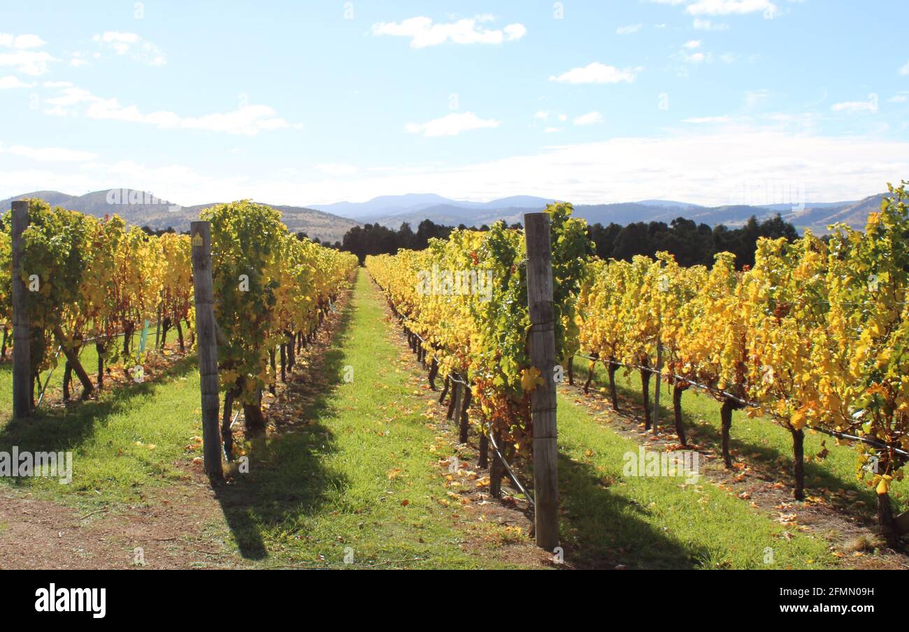 Hobart Winery, Coal River Valley, Australian Vineyard, Autumn Image. Stockfoto