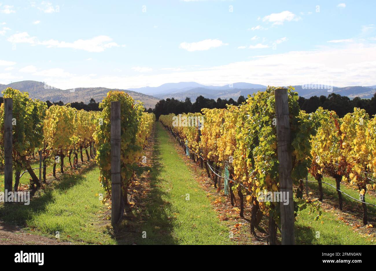 Hobart Winery, Coal River Valley, Australian Vineyard, Autumn Image. Stockfoto