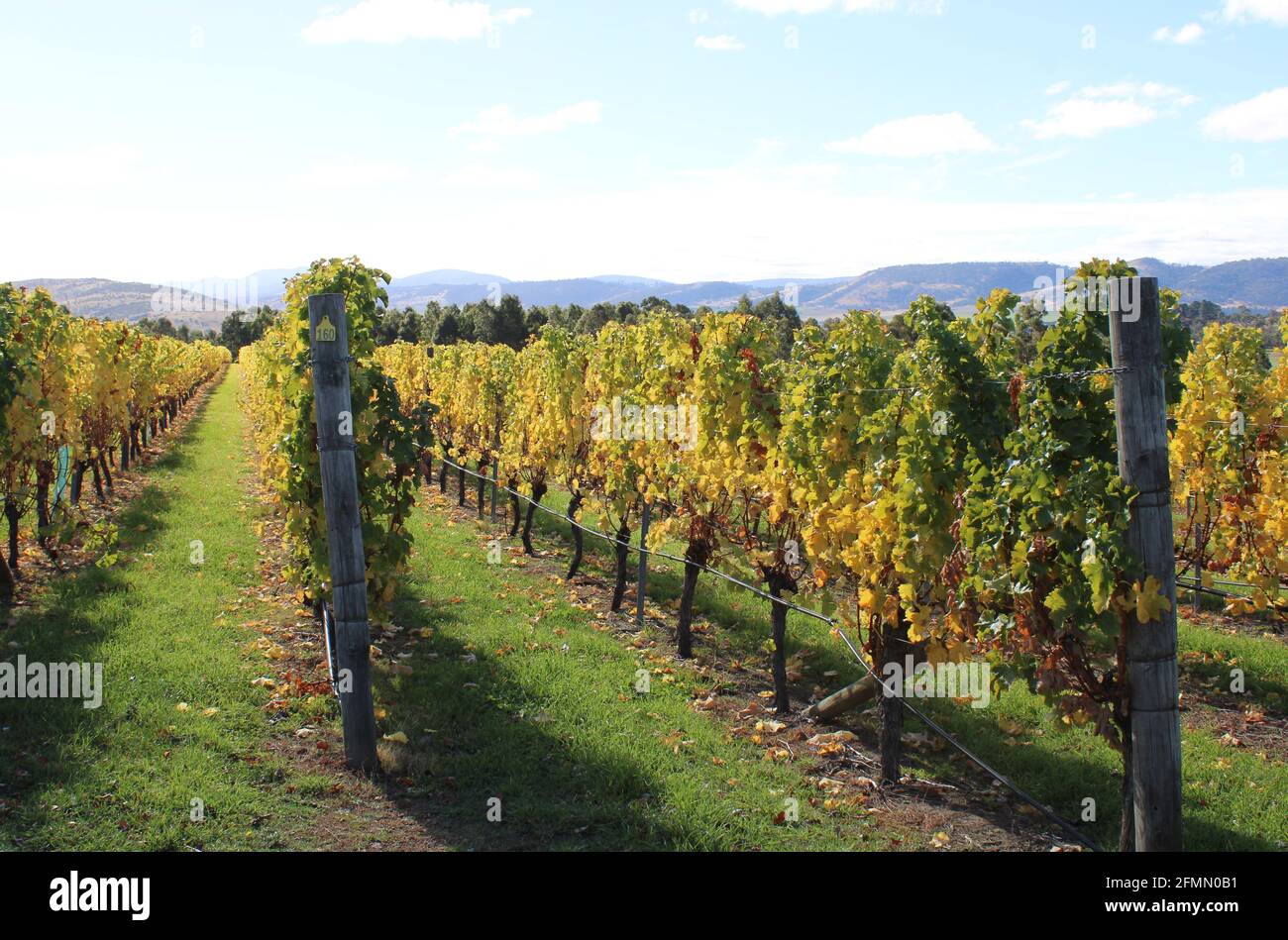 Hobart Winery, Coal River Valley, Australian Vineyard, Autumn Image. Stockfoto