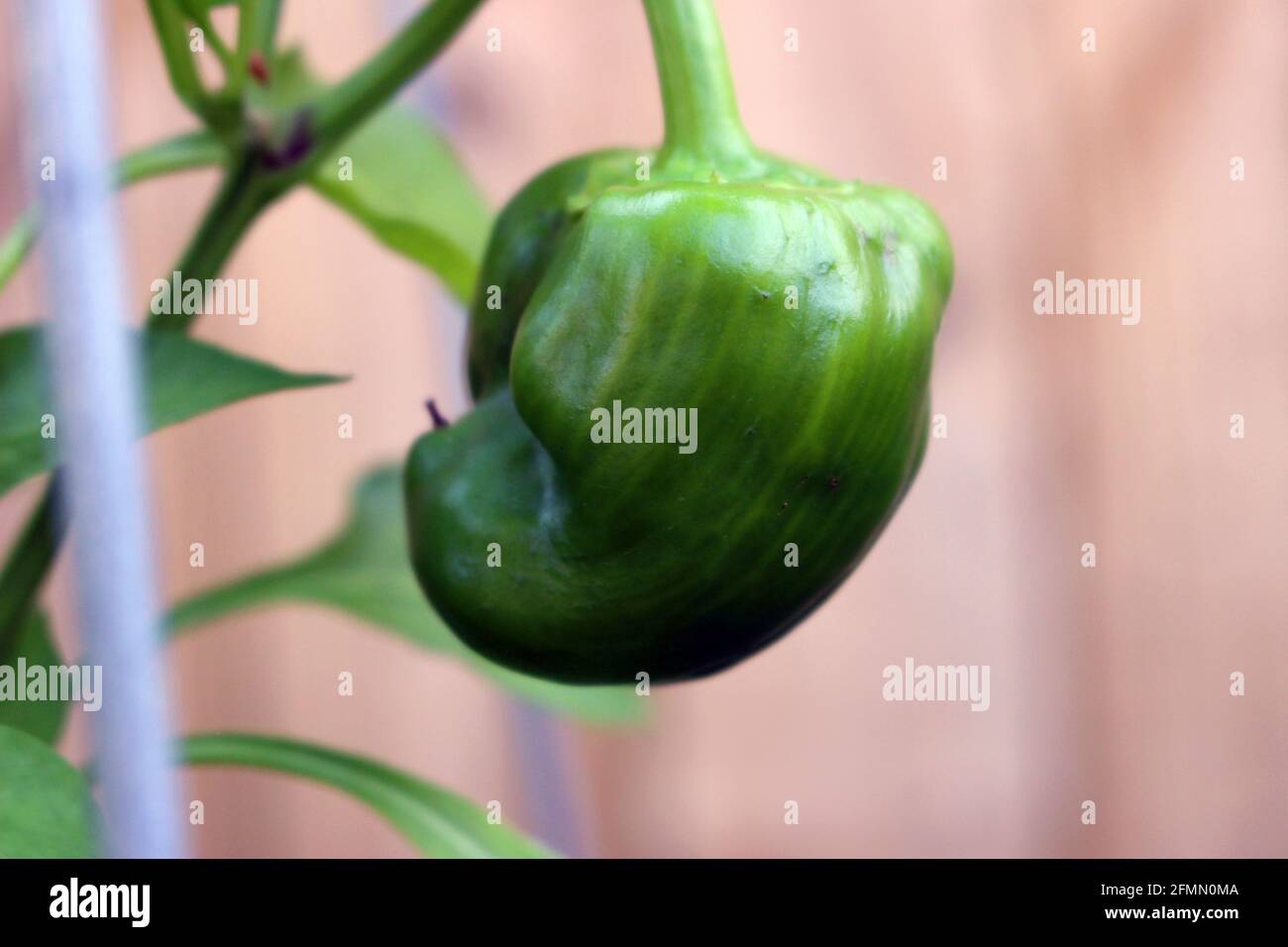 Baby Bell Pepper wächst auf der Rebe Stockfoto