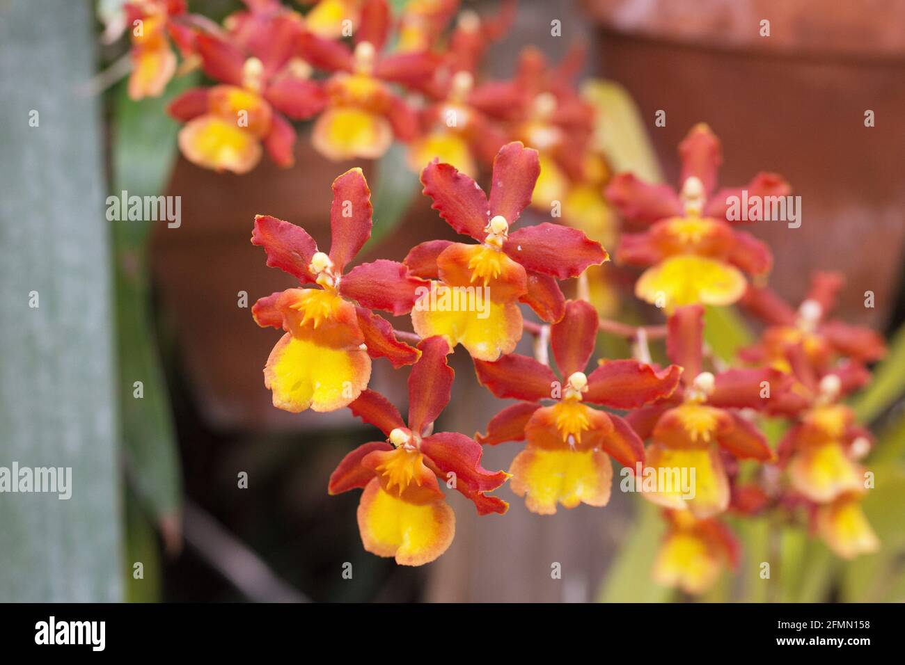 Odontocidium Catatante 'Sun King' Orchidee. Stockfoto