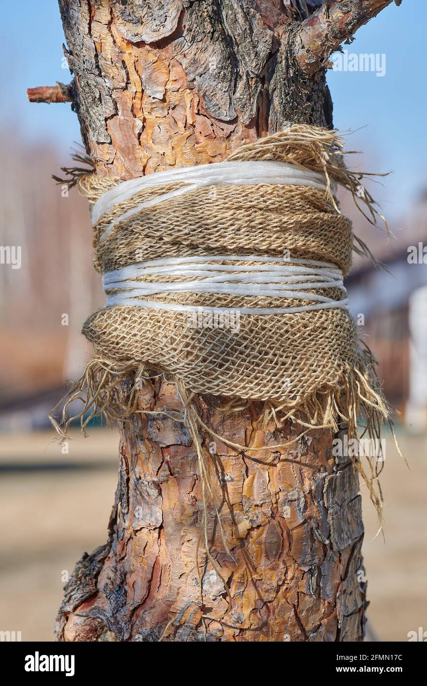 Die Rinde eines Baumes, in den Lappen eingewickelt Stockfoto