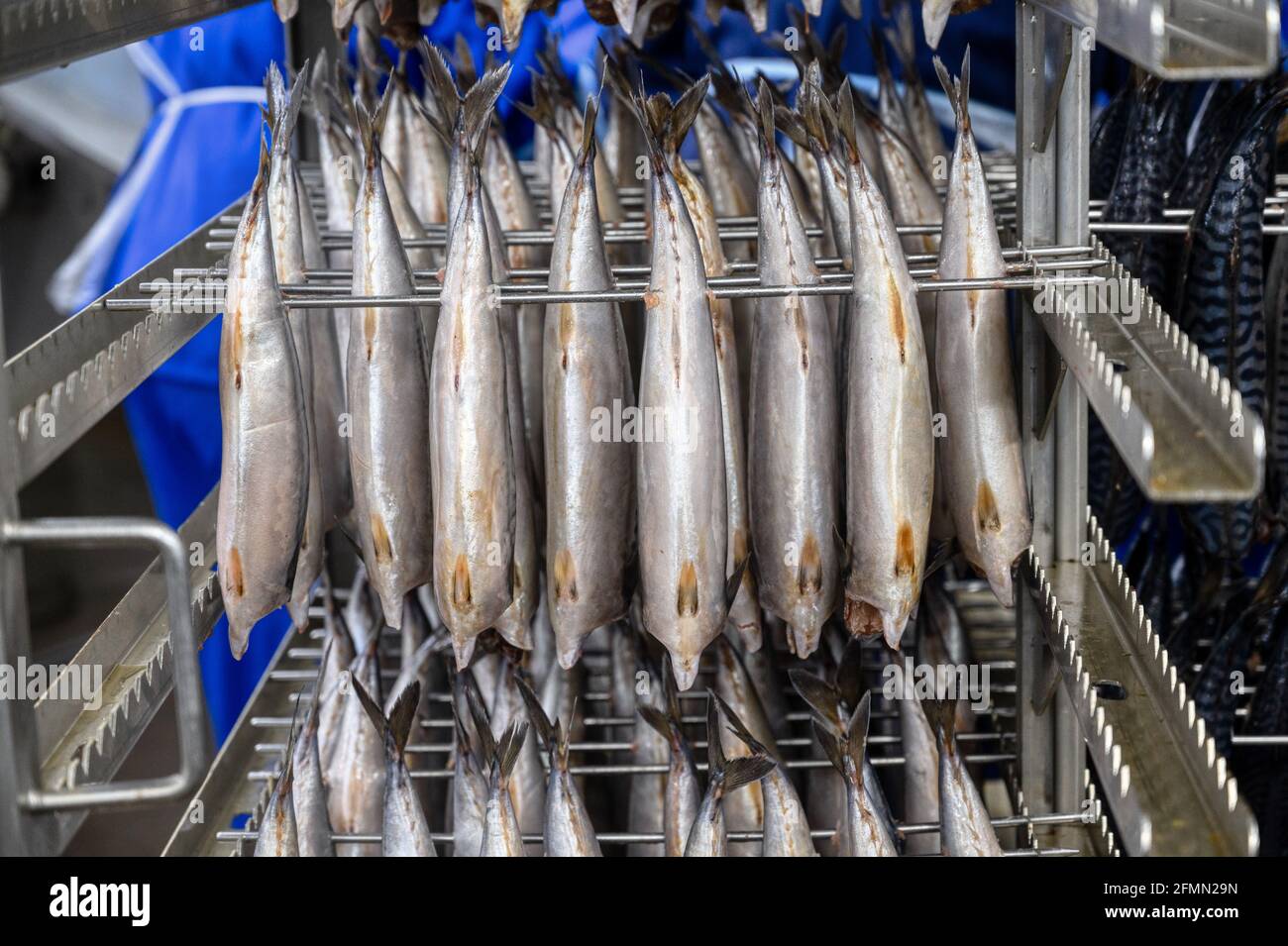 Makrele hängt in einem speziellen Metallbehälter. Der Fisch wird für den Rauchprozess vorbereitet Stockfoto