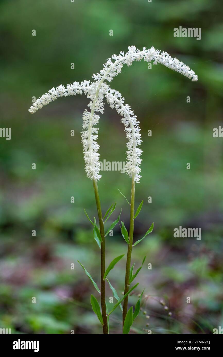 Fairy Wand (Chamaelirium luteum) - Pisgah National Forest, Brevard, North Caroilina, USA Stockfoto