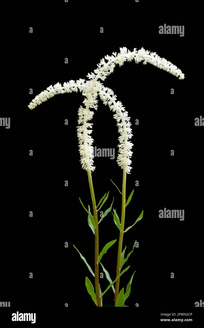 Fairy Wand (Chamaelirium luteum) - Pisgah National Forest, Brevard, North Caroilina, USA Stockfoto